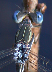 Southern Spreadwing